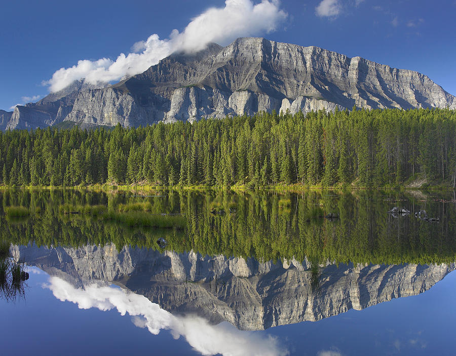 Mount Rundle And Boreal Forest #1 Photograph by Tim Fitzharris