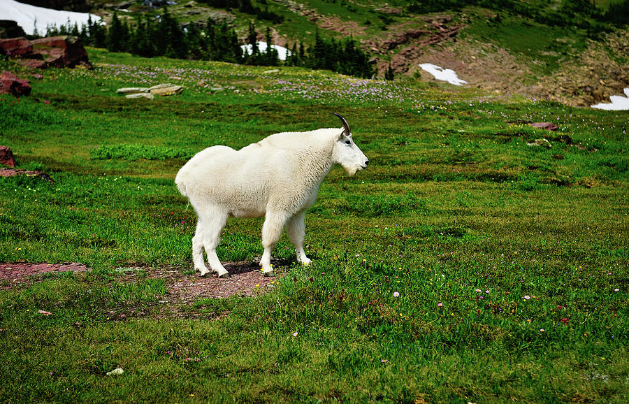 Mountain Goat #3 Photograph by Greg Norrell