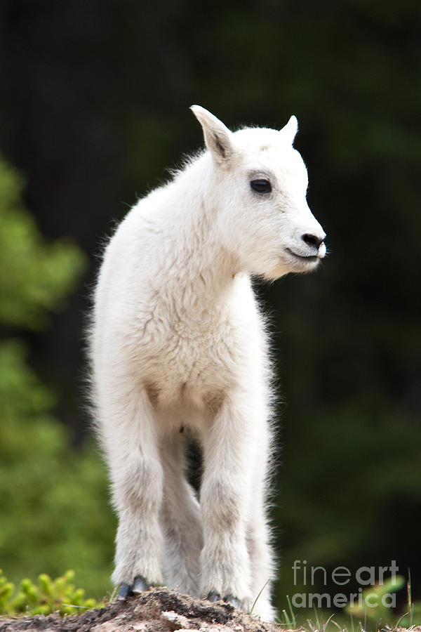 Mountain Goat Kid #1 Photograph by Bob and Nancy Kendrick