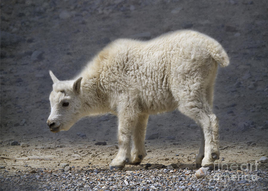 Mountain Goat Kid Photograph by Louise Heusinkveld