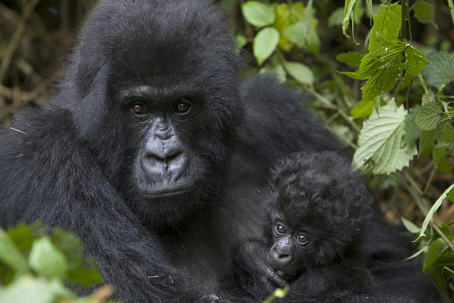 Mountain Gorilla And Baby Rwanda Photograph by Suzi Eszterhas
