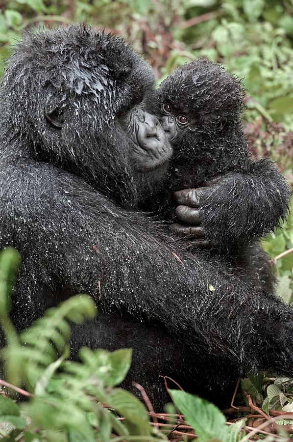 Nature Photograph - Mountain Gorilla And Infant #1 by Tony Camacho