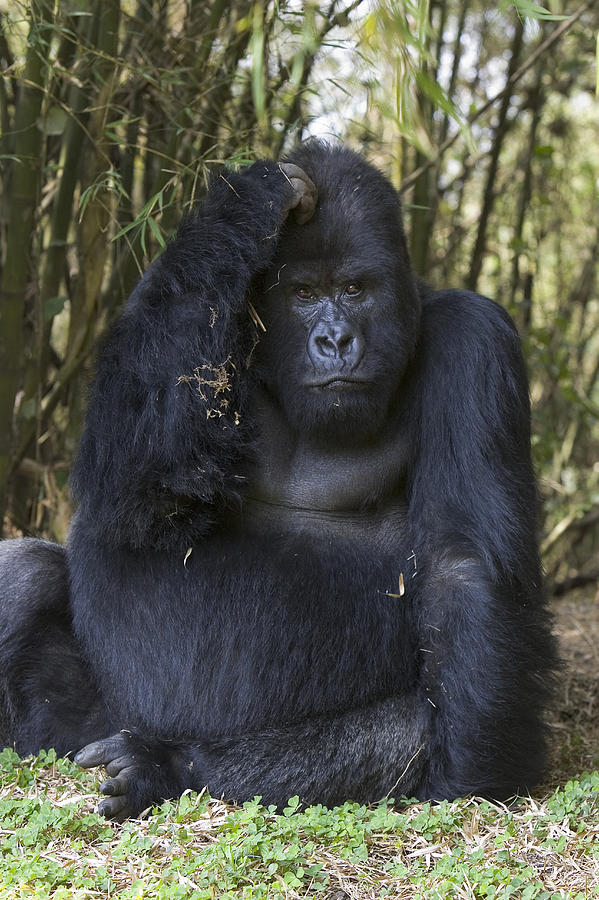 Mountain Gorilla Large Silverback Male #1 Photograph by Suzi Eszterhas