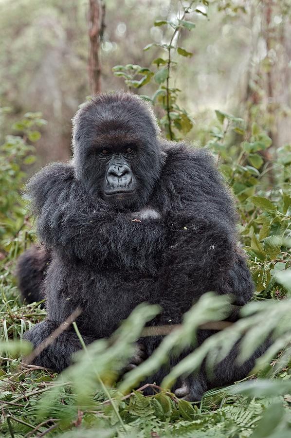 Nature Photograph - Mountain Gorilla Male #1 by Tony Camacho