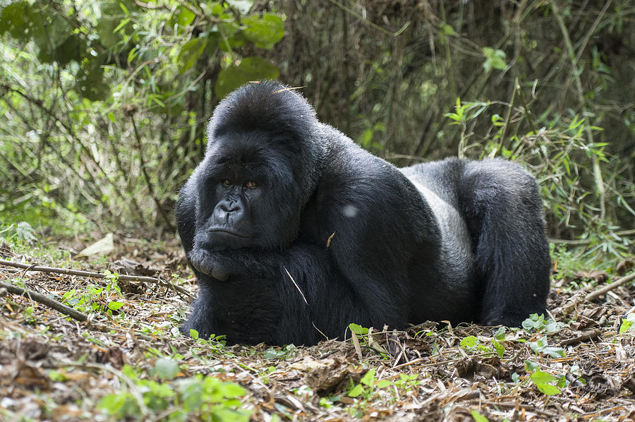 Mountain Gorilla Silverback Resting #1 Photograph by Suzi Eszterhas