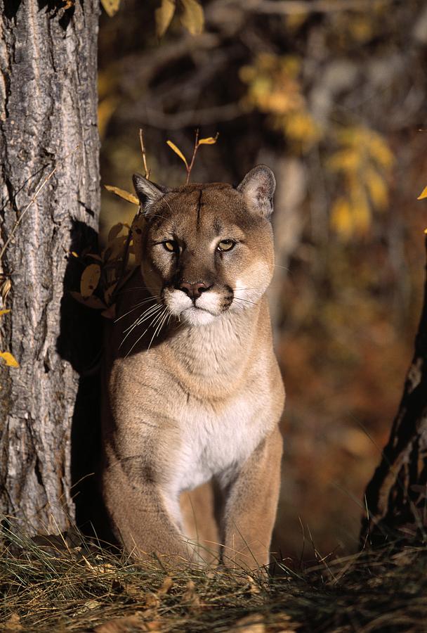 Wildlife Photograph - Mountain Lion #1 by Natural Selection David Ponton