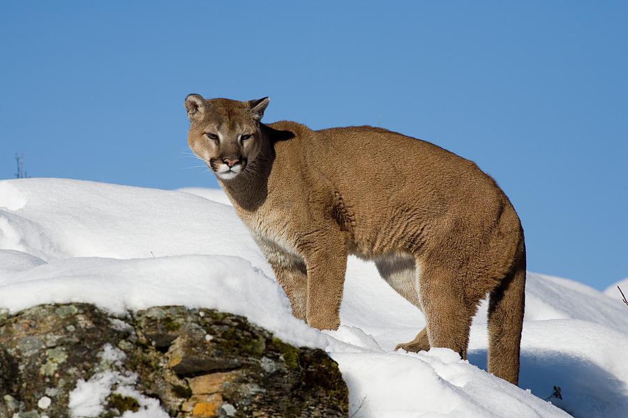 Mountain Lion Puma Concolor #1 Photograph by Matthias Breiter