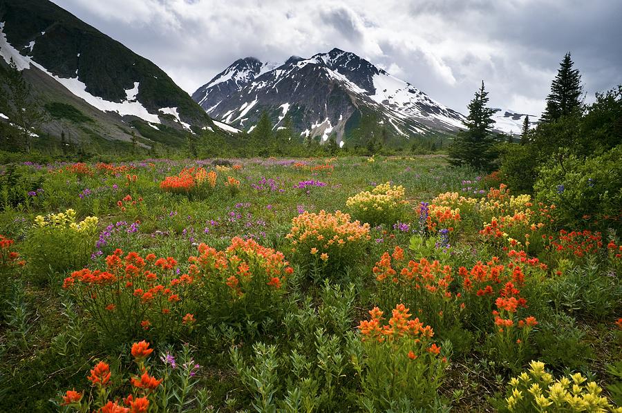 Mountain Meadow, Canada Photograph by David Nunuk