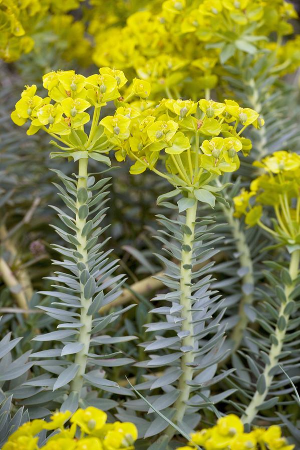 euphorbia rigida