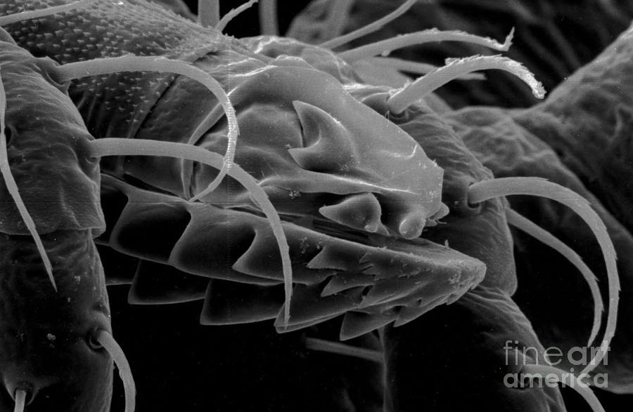 Mouth Parts Of Argas Monolakensis Tick #1 Photograph by Science Source