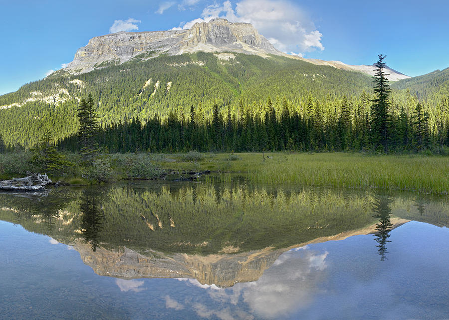 Mt Burgess Reflected In Emerald Lake Photograph by Tim Fitzharris