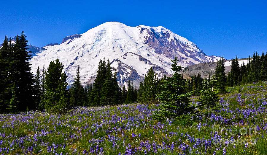 Mt Rainier from Sunrise Photograph by Camille Lyver | Fine Art America