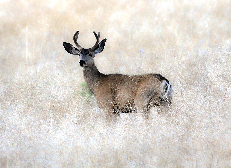 Mule Deer Buck #1 Photograph by Steve McKinzie