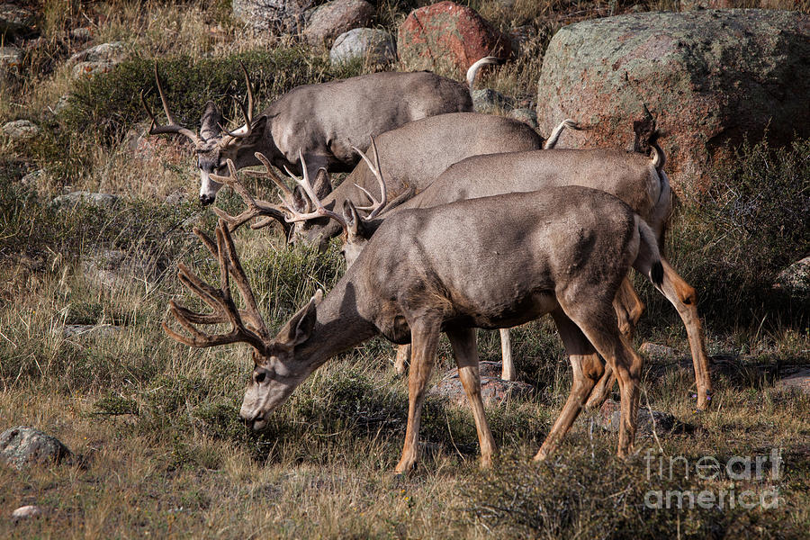 Mule Deer Bucks Photograph by Ronald Lutz