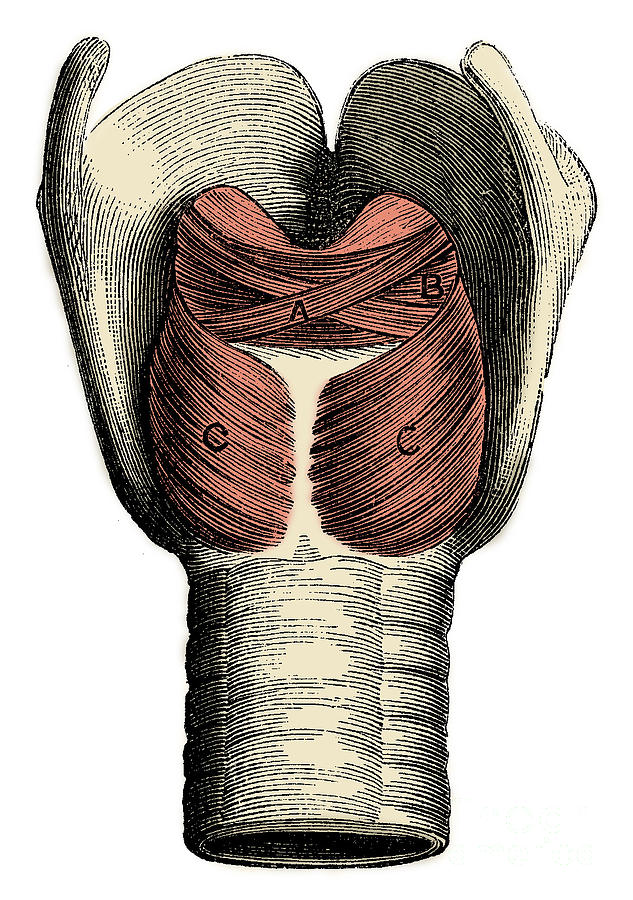 Muscles Of The Larynx #1 Photograph by Science Source