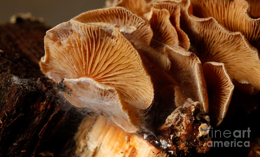 Mushroom Bioluminescence #1 Photograph by Ted Kinsman