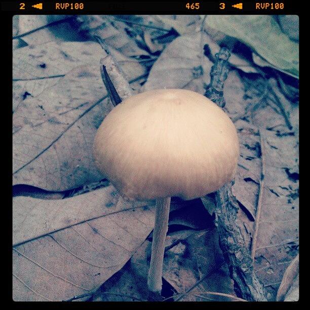 Mushroom Photograph - Mushroom #1 by Nawarat Namphon
