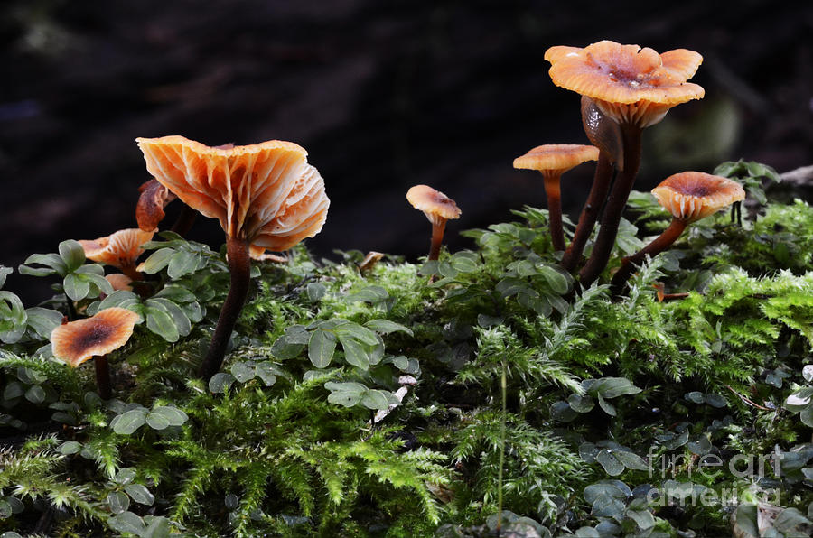 Mushrooms #1 Photograph by Bob Christopher