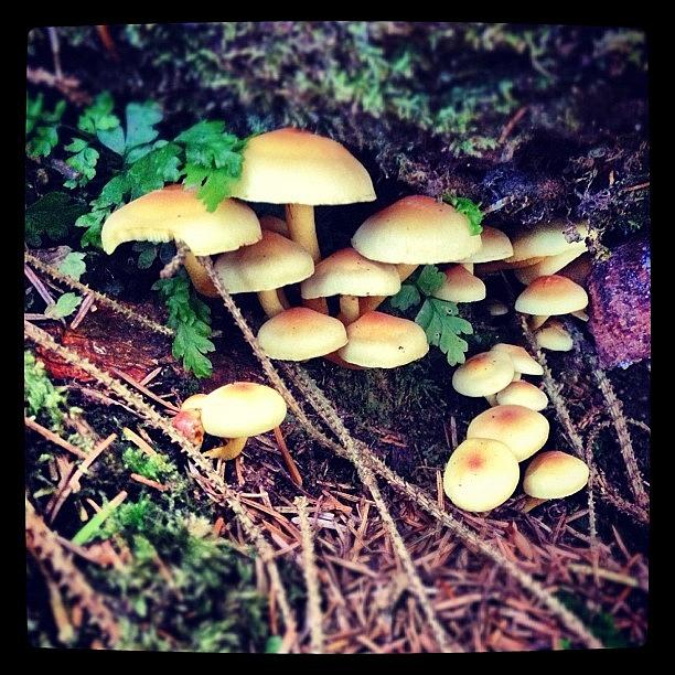 Nature Photograph - #mushrooms #1 by Fay Pead