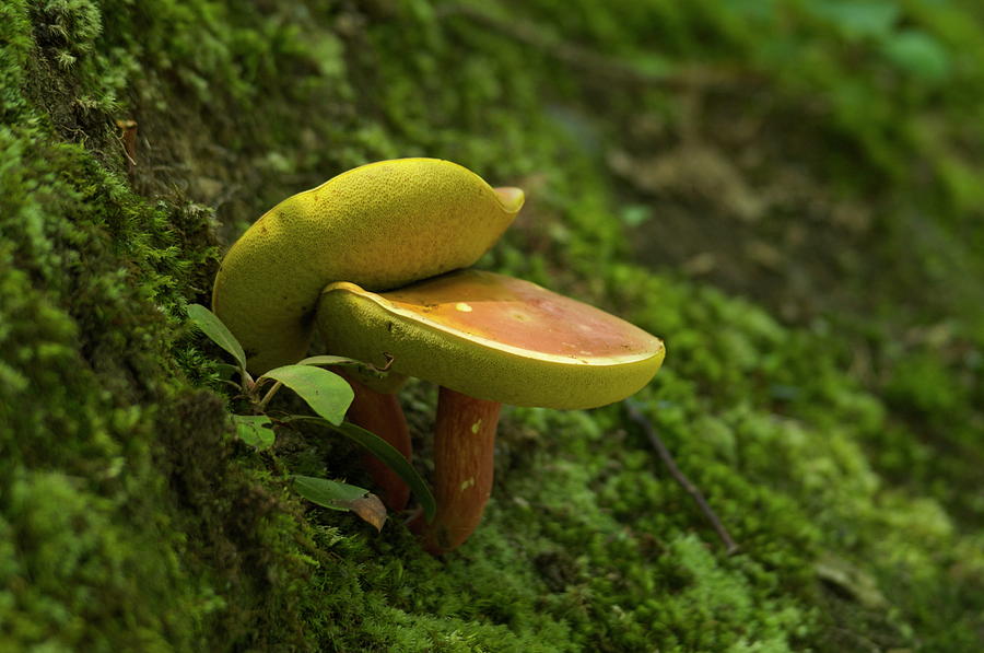 Mushrooms #1 Photograph by Henri Irizarri