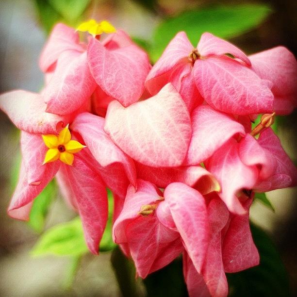 Mussaenda Erythrophylla 'dona Luz' Photograph by Zaqqy J - Fine Art America