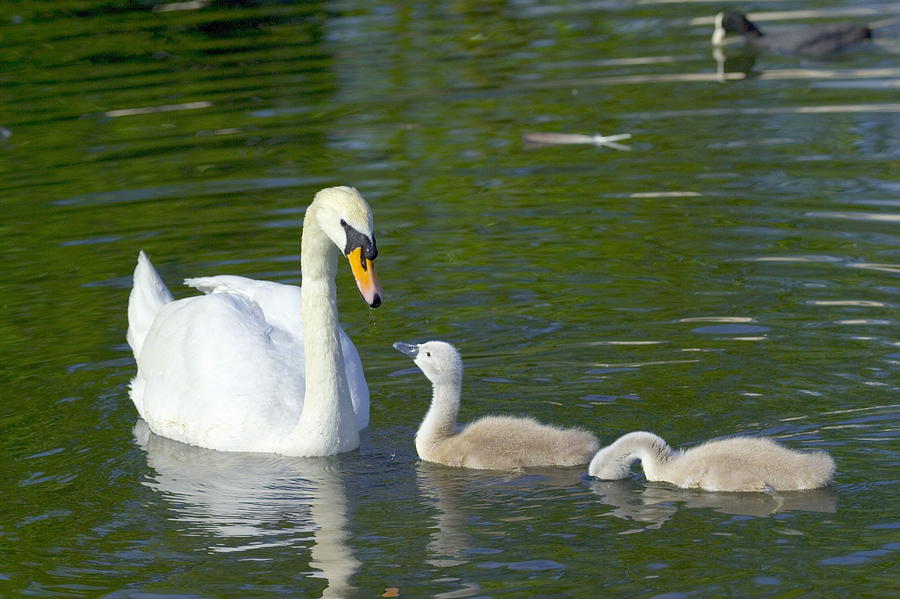 Mute Swan And Cygnets Photograph by Georgette Douwma