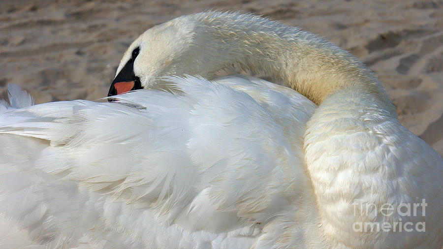 Mute Swan #1 Photograph by Mareko Marciniak