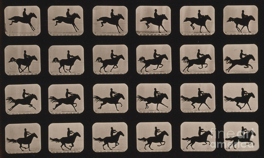 Muybridge Locomotion, Horse Leaping #1 Photograph by Photo Researchers