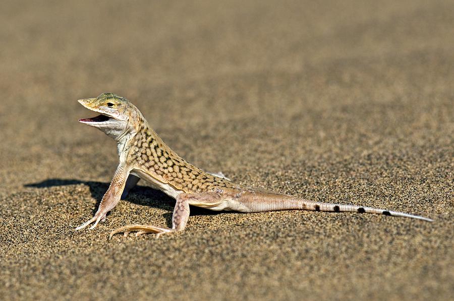 Namib Sand Diving Lizard Photograph By Tony Camacho Fine Art America