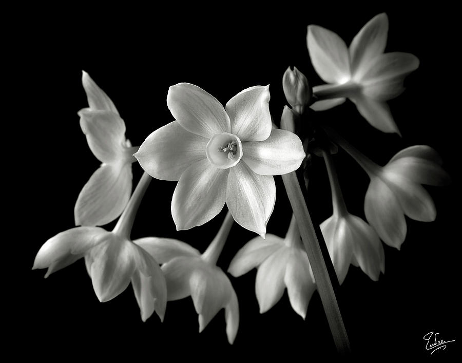 black and white photography flowers with color