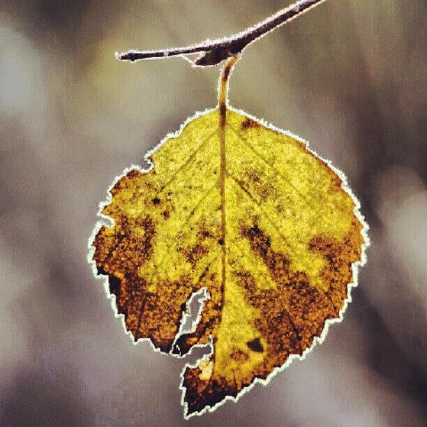 Nature Photograph - #nature #wild #leaf #leaves #autumn #1 by Andrey Suchkov