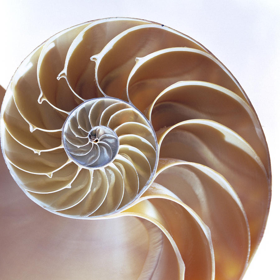 Nautilus Shell Photograph By Lawrence Lawry
