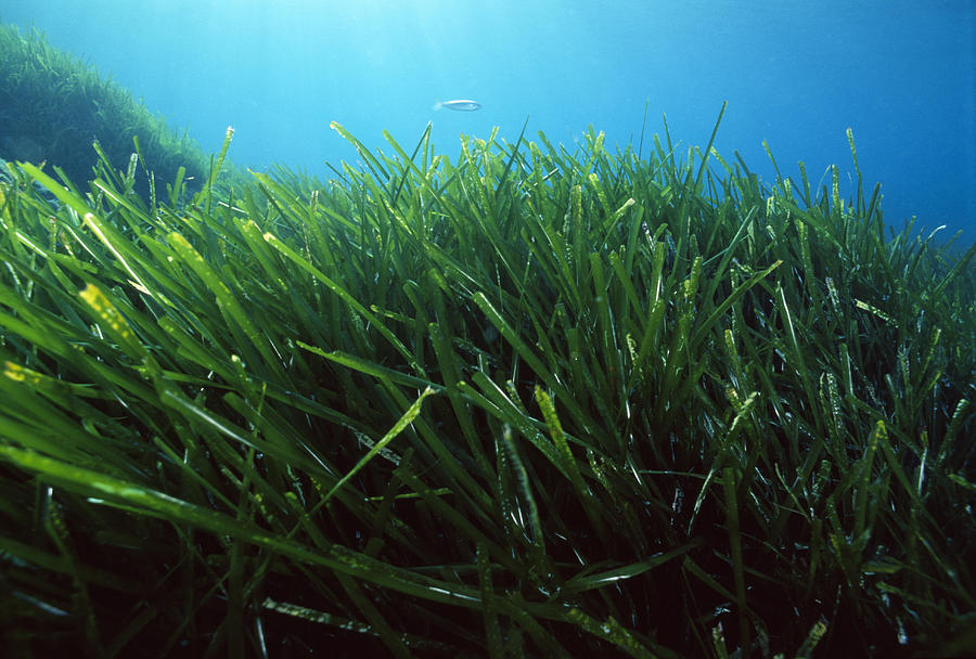 Neptune Grass Photograph by Alexis Rosenfeld