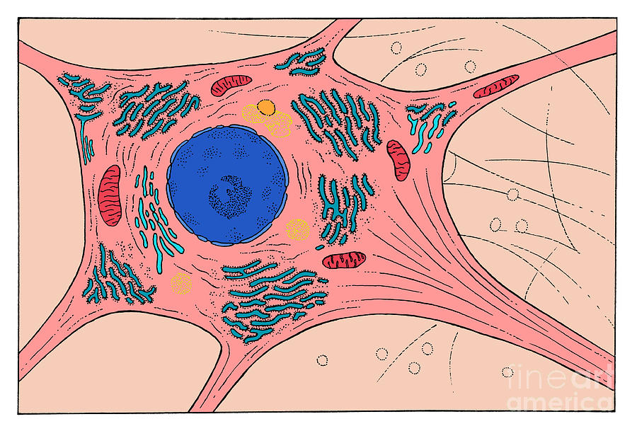 What Is The Purpose Of A Nerve Cell