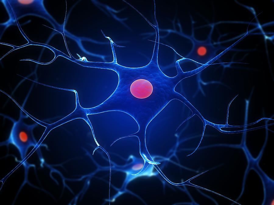 Nerve Cells, Artwork Photograph by Sciepro - Pixels