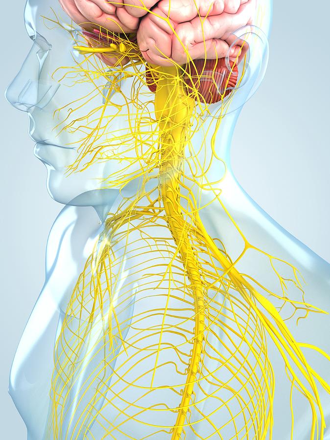 Nervous System, Artwork #1 Digital Art by Sciepro