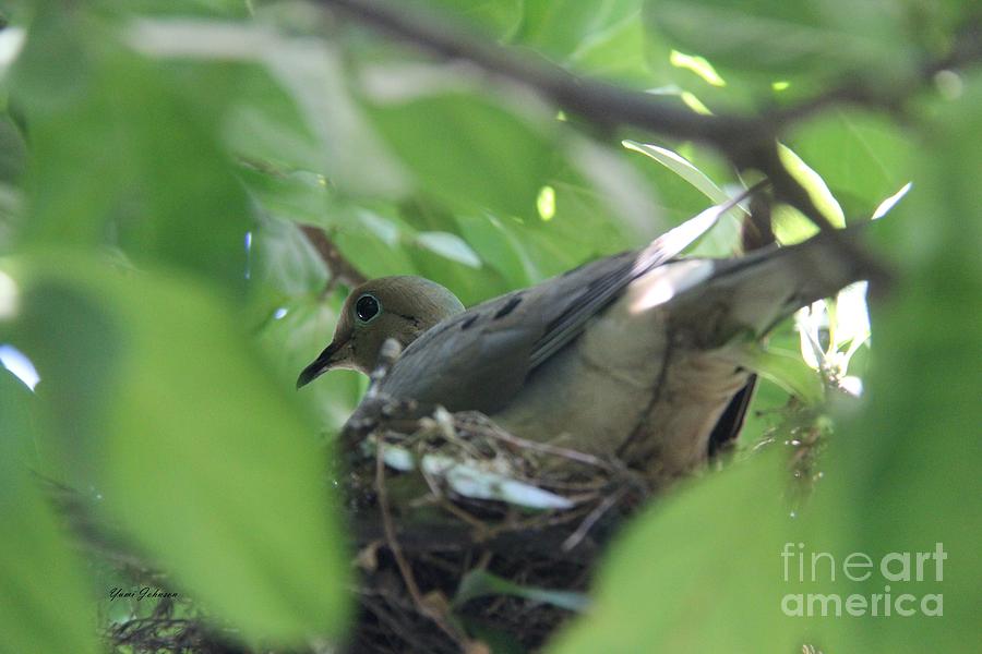 Nesting Mourning Dove #1 Photograph by Yumi Johnson
