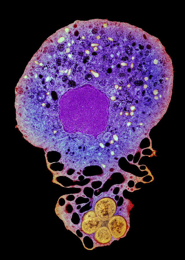 Neutrophil And Trapped Bacteria, Tem Photograph by