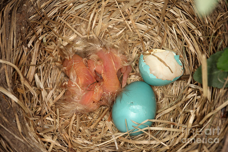 Wildlife Photograph - Newborn Robin Nestlings #1 by Ted Kinsman