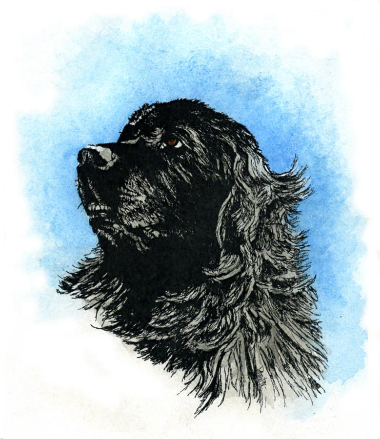 Newfoundland Headstudy #1 Painting by Patrice Clarkson