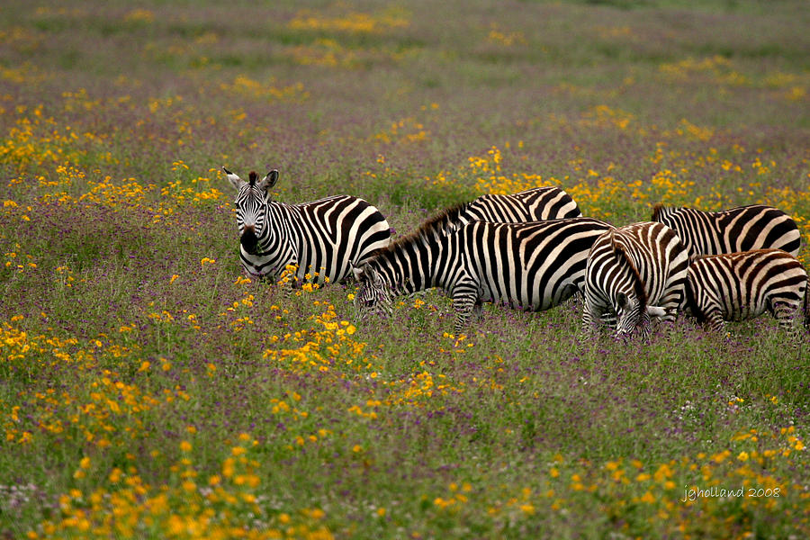 Flower Photograph - Ngorongoro Crater #1 by Joseph G Holland