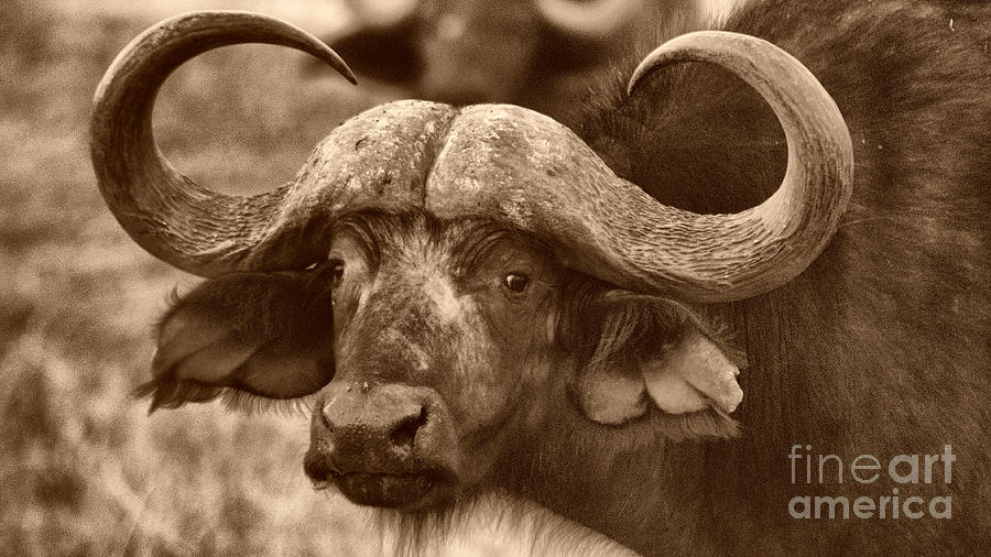 Nice buffalo horns #1 Photograph by Mareko Marciniak