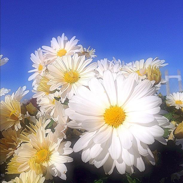 Flowers Still Life Photograph - 青空が見たい

#kokohana #hana #1 by Satsuki Nakazawa