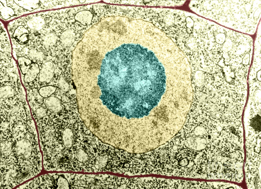 Tem Photograph - Normal Cell #1 by Science Source