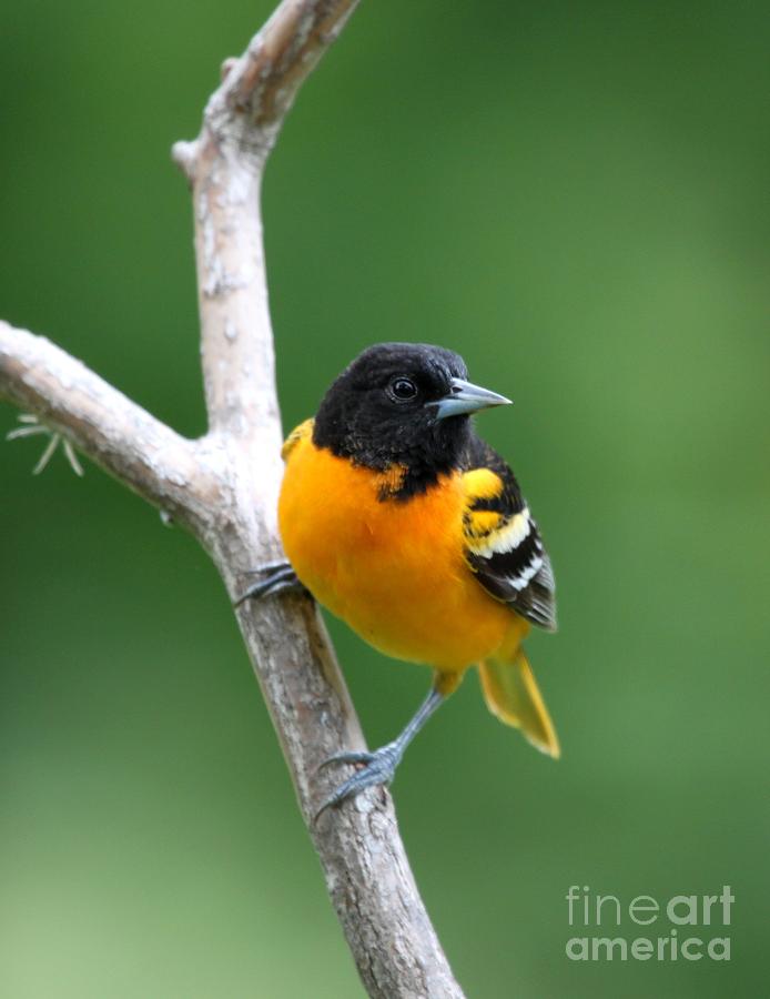 Northern Baltimore Oriole #1 Photograph by Jack R Brock