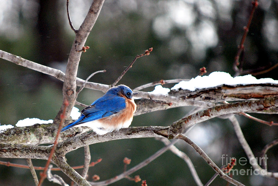 Northern Bluebird #1 Photograph by Lila Fisher-Wenzel
