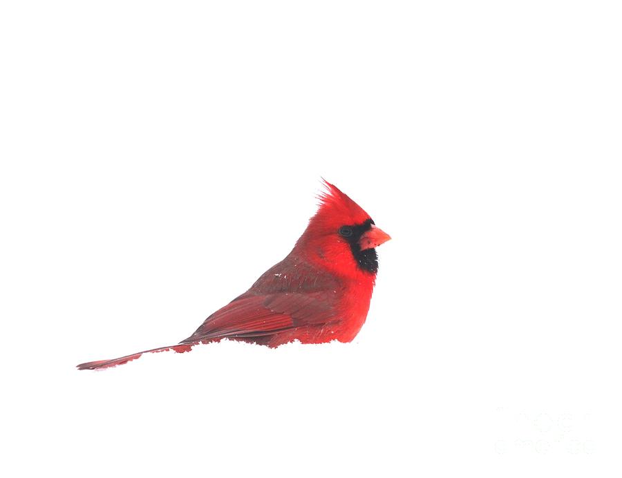 Northern Cardinal #1 Photograph by Jack R Brock