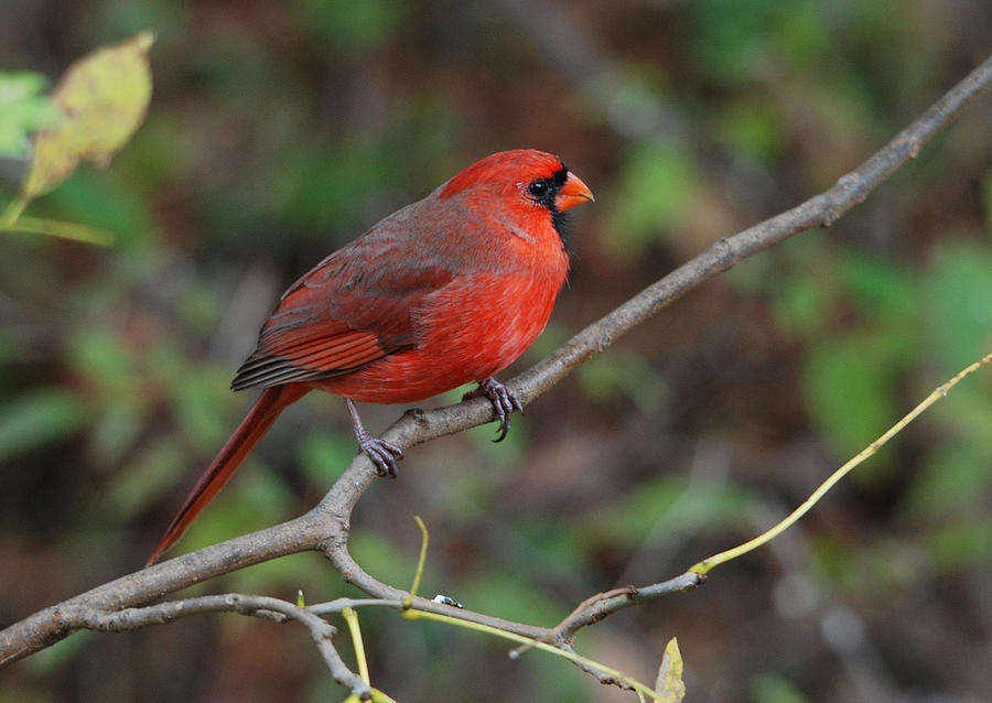 Northern Cardinal #1 Photograph by Perry Van Munster