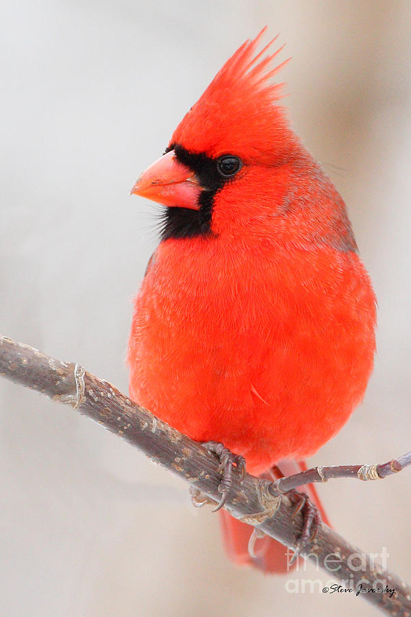 Northern Cardinal #1 Photograph by Steve Javorsky
