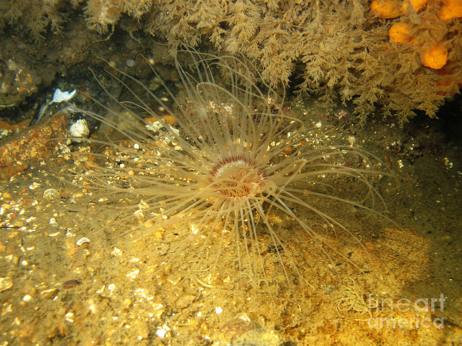 Northern Cerianthid #1 Photograph by Ted Kinsman